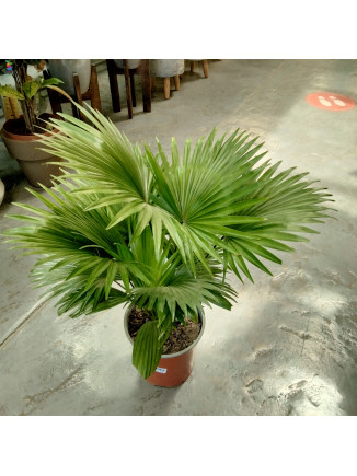 Livistone Rotundifolia 2pp-65cm